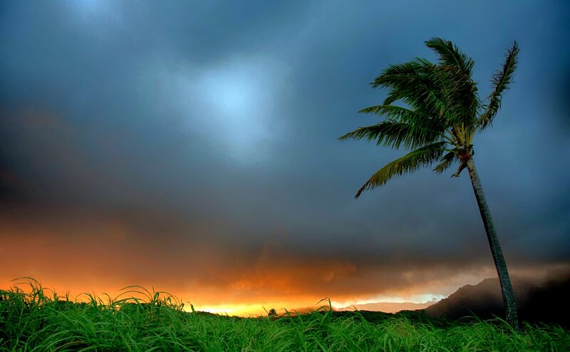 Palm Tree in Storm