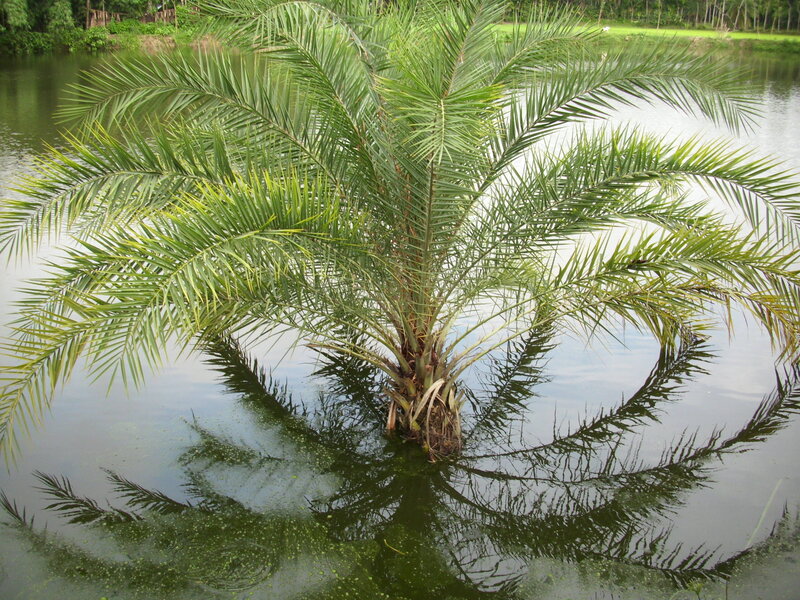 Palm Tree in Water