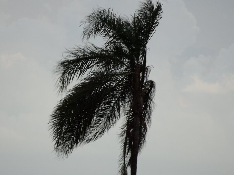 palm tree in wind