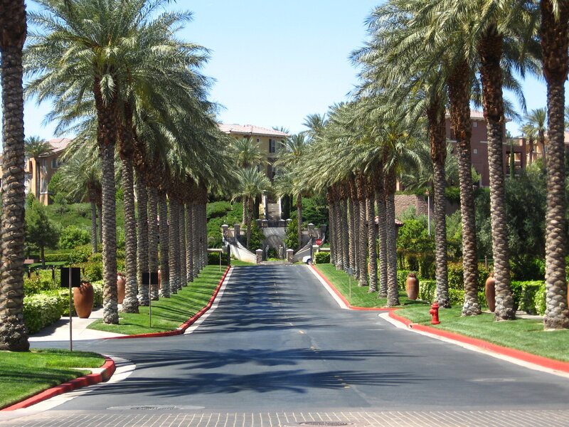 Palm Tree-lined Road