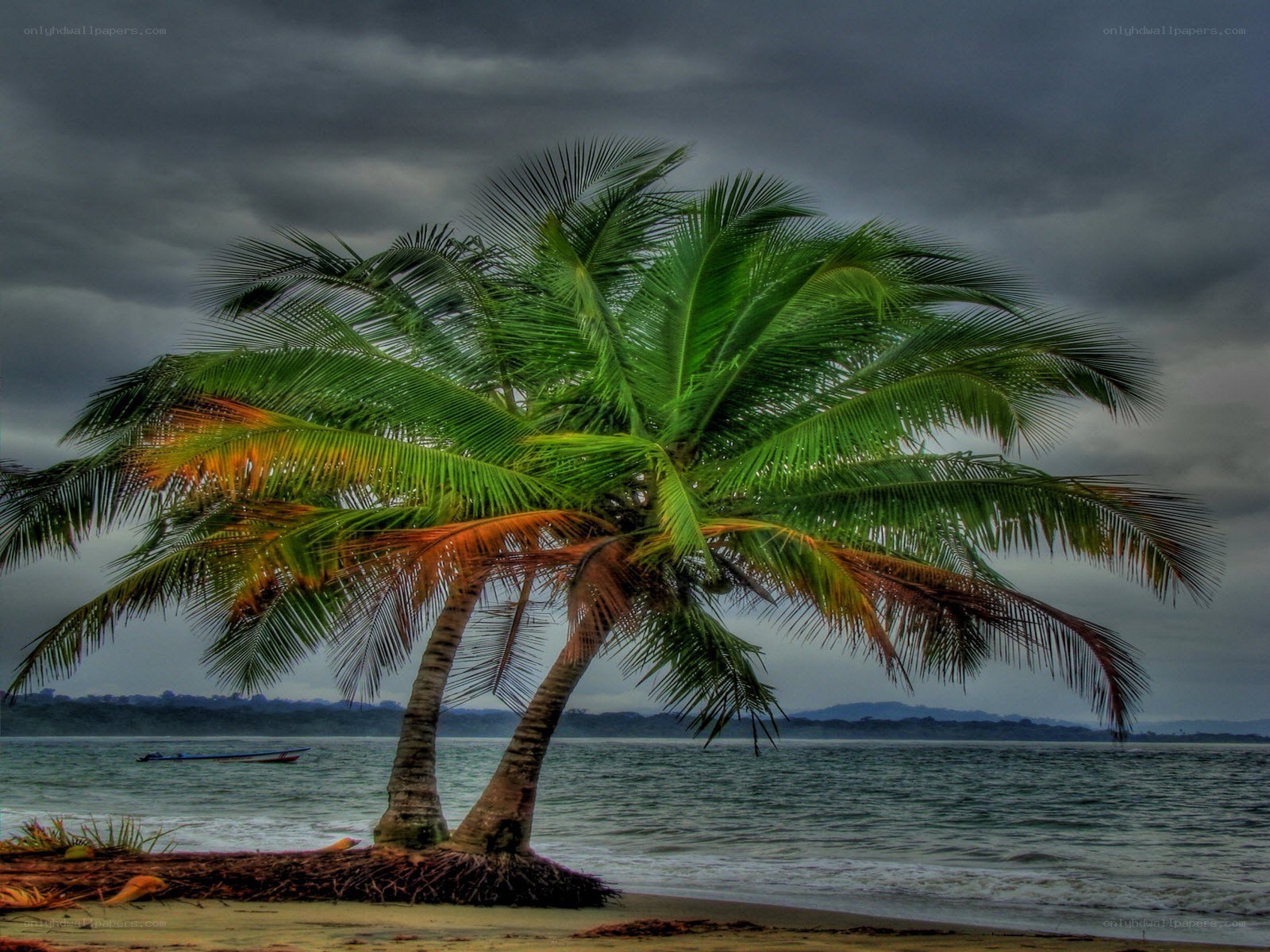 Palm tree on a stormy beach