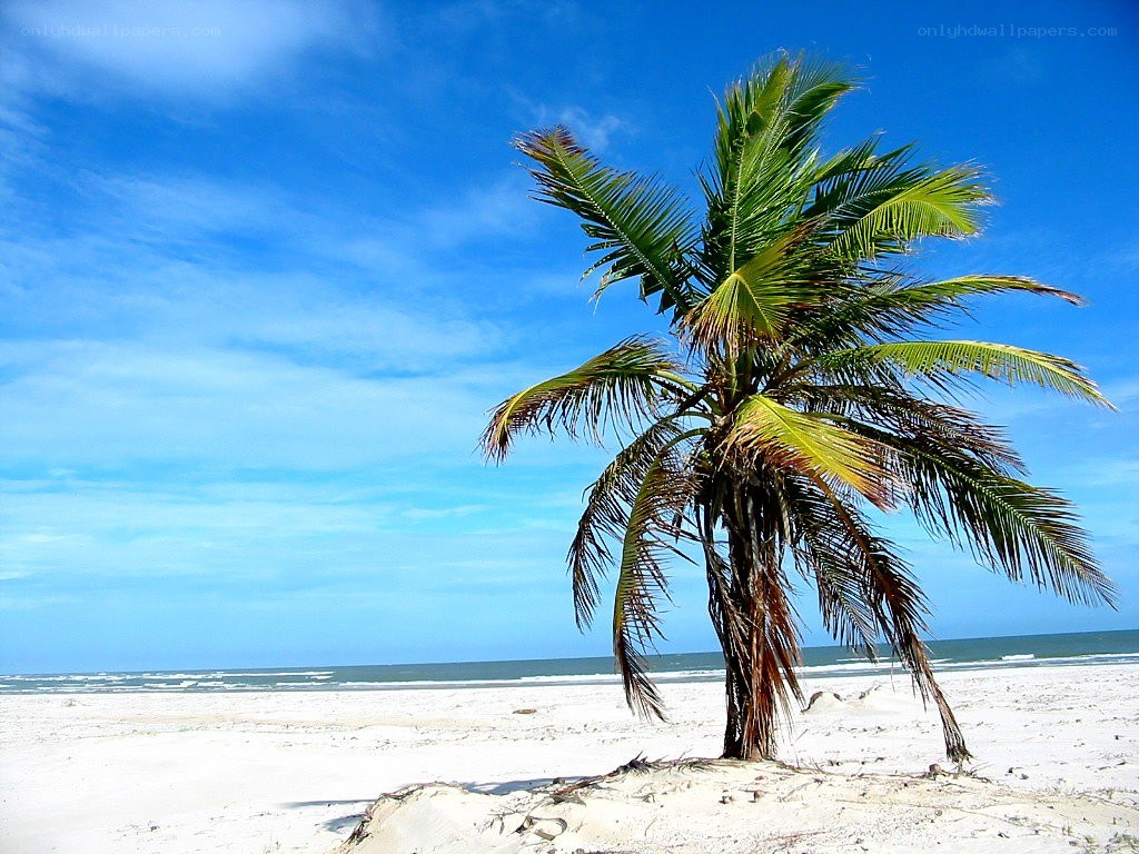 Palm tree on a sunny beach