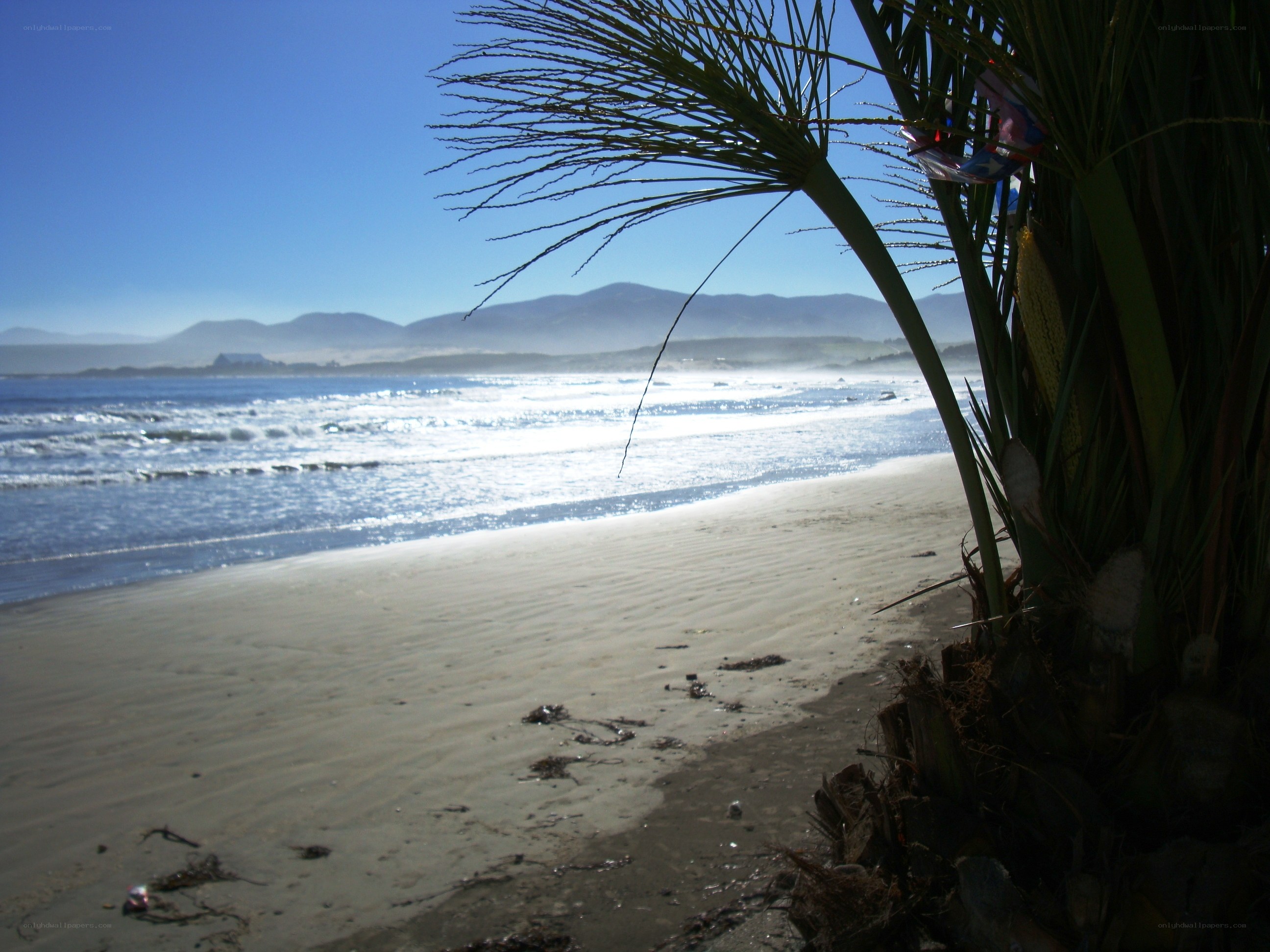 Palm tree on a sunny beach