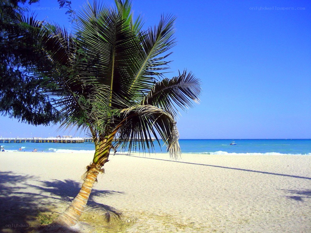 Palm tree on a sunny beach
