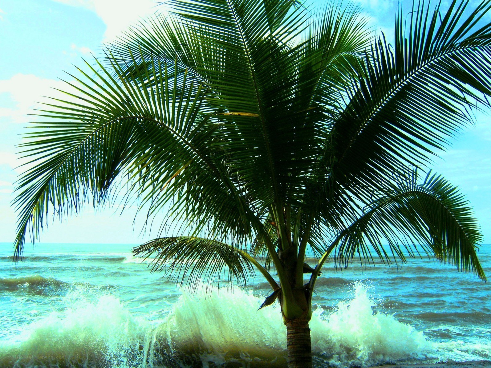 Palm tree on a tropical beach