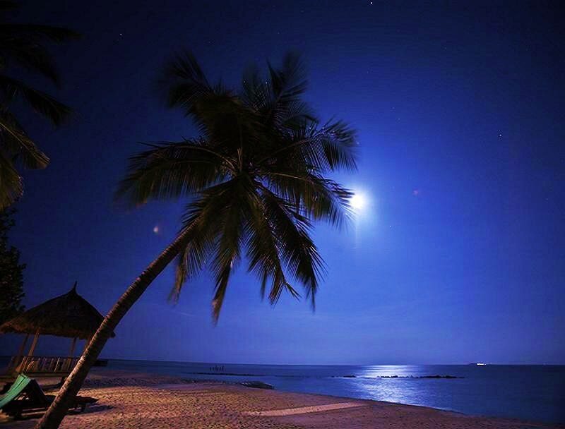 Palm tree on beach at night