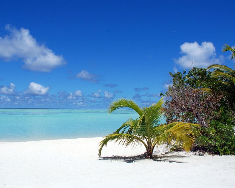 Palm Tree on Beach — Blue, Afternoon