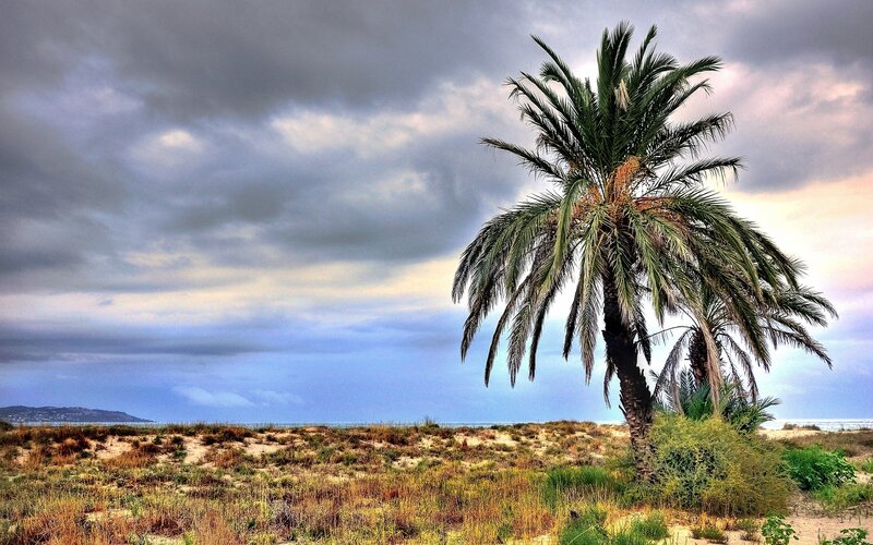 Palm Tree on Beach — Blue, Dramatic, Afternoon