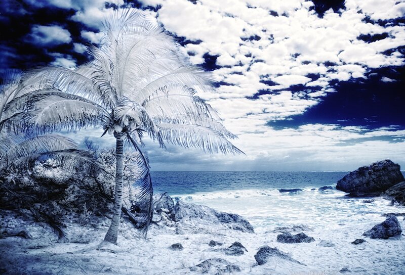 Palm Tree on Beach — Blue, Dramatic