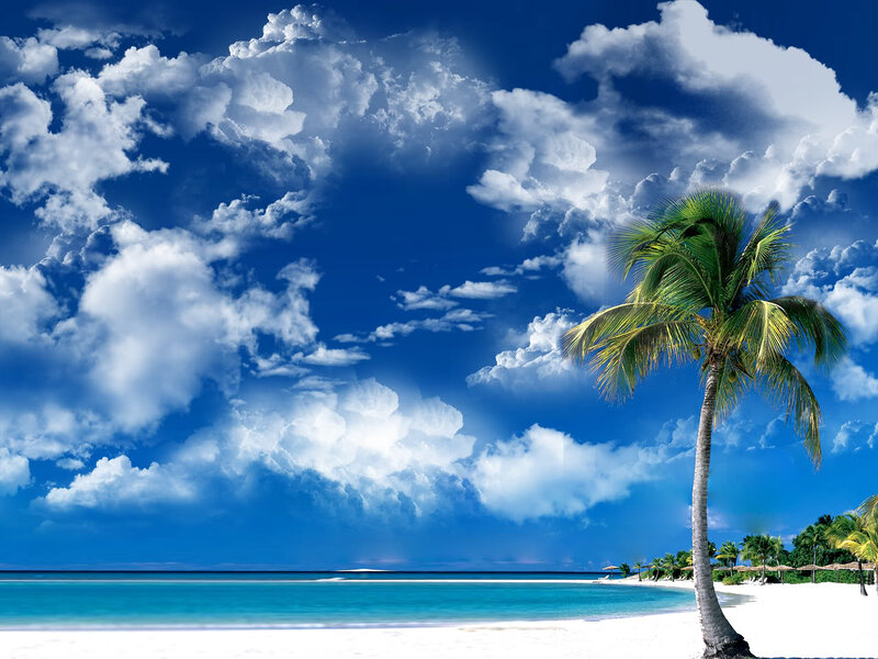Palm Tree on Beach — Blue, Serene, Afternoon, Photograph, Clouds