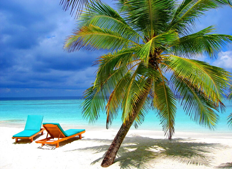 Palm Tree on Beach — Blue, Serene, Afternoon, Photograph, Lounge Chairs, Ocean