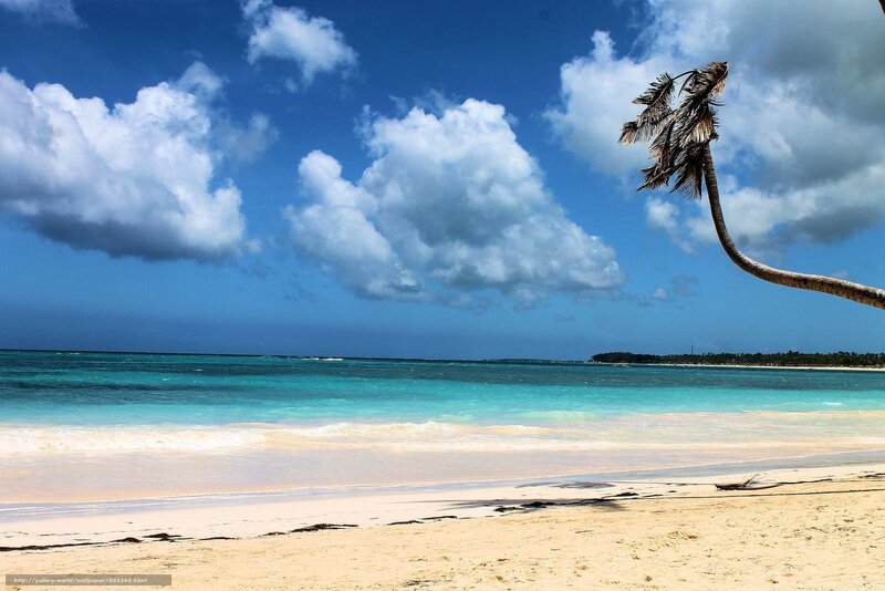 Palm Tree on Beach — Blue, Serene, Afternoon, Photograph, Ocean, Clouds