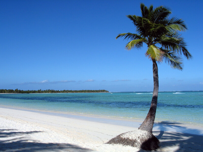 Palm Tree on Beach — Blue, Serene, Afternoon, Photograph, Ocean, Island, White