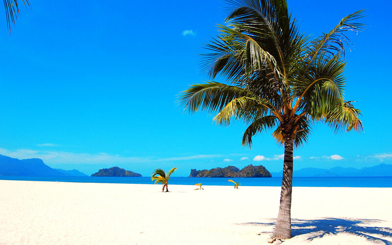 Palm Tree on Beach — Blue, Serene, Afternoon, Photograph, Ocean, Islands