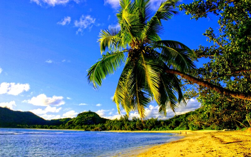 Palm Tree on Beach — Blue, Serene, Afternoon, Photograph, Ocean, Mountain