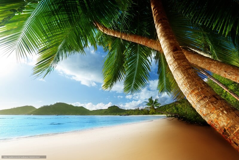 Palm Tree on Beach — Blue, Serene, Afternoon, Photograph, Ocean, Mountains, Green
