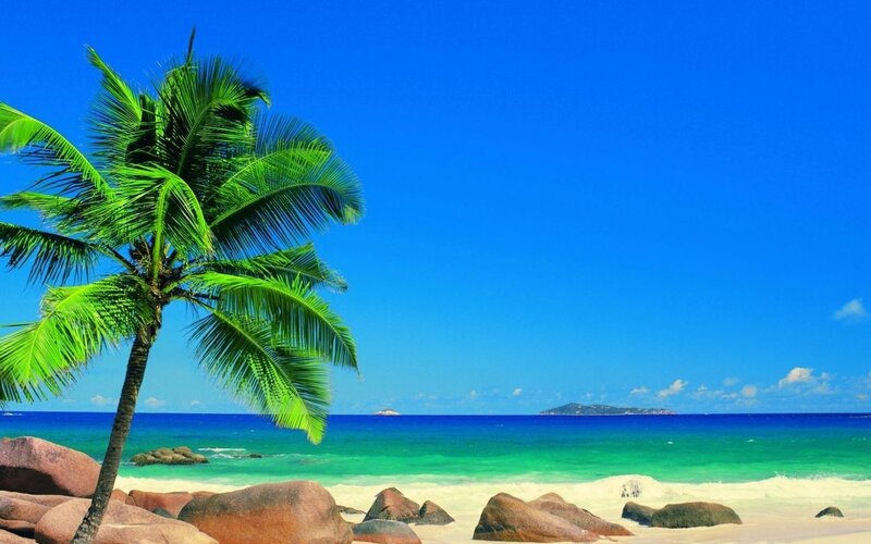 Palm Tree on Beach — Blue, Serene, Afternoon, Photograph, Ocean, Rocks, Island