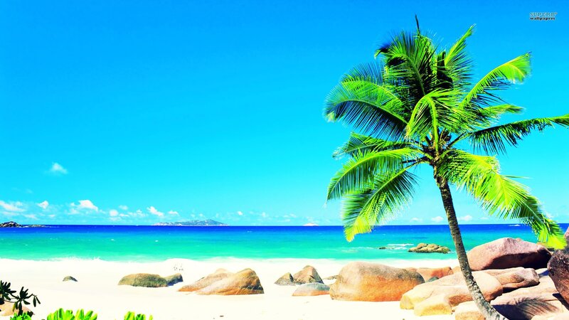 Palm Tree on Beach — Blue, Serene, Afternoon, Photograph, Ocean, Rocks, Sky, Green, White