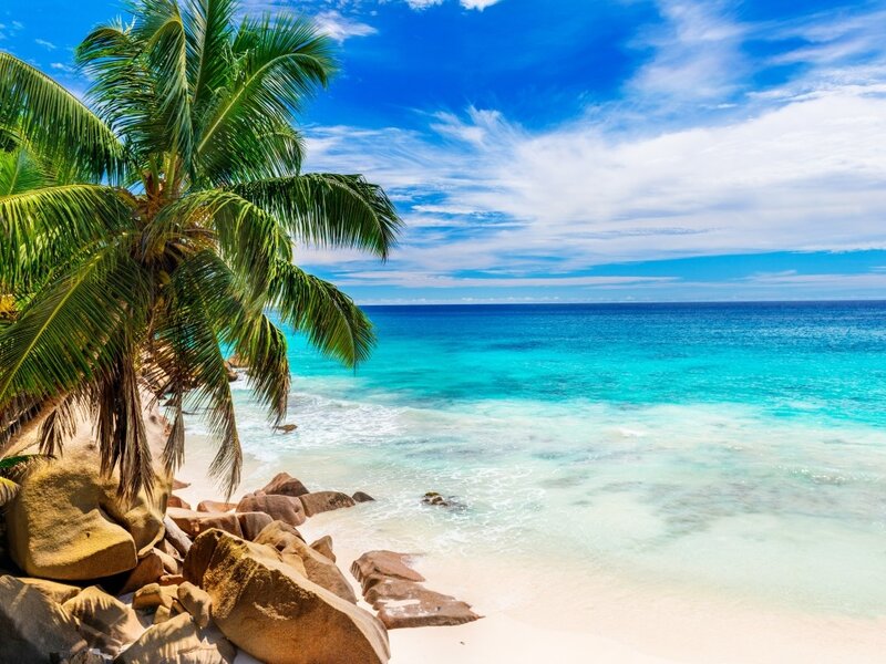 Palm Tree on Beach — Blue, Serene, Afternoon, Photograph, Ocean, Rocks, Sky