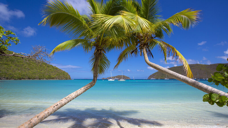 Palm Tree on Beach — Blue, Serene, Afternoon, Photograph, Ocean, Sailboats