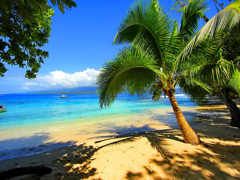 Palm Tree on Beach — Blue, Serene, Afternoon, Photograph, Ocean, Sand, Boat