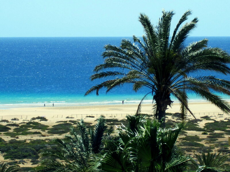 Palm Tree on Beach — Blue, Serene, Afternoon, Photograph, Ocean, Sand, People