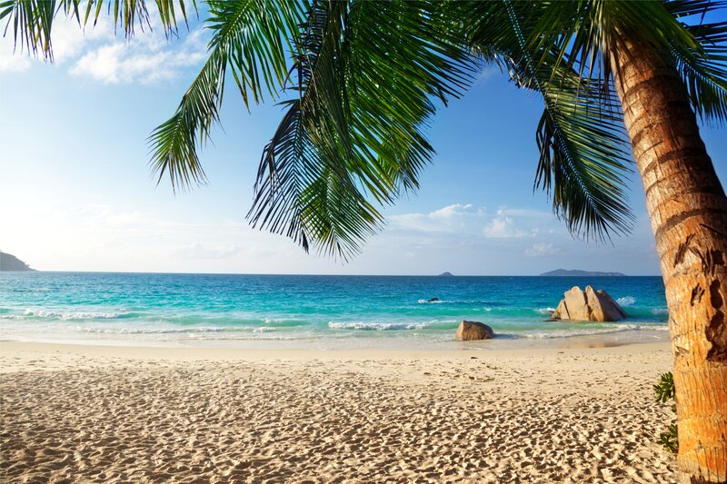 Palm Tree on Beach — Blue, Serene, Afternoon, Photograph, Ocean, Sand, Rocks