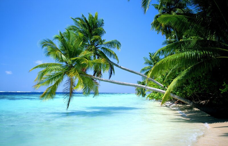 Palm Tree on Beach — Blue, Serene, Afternoon, Photograph, Ocean, Sand, Sky, Green, White