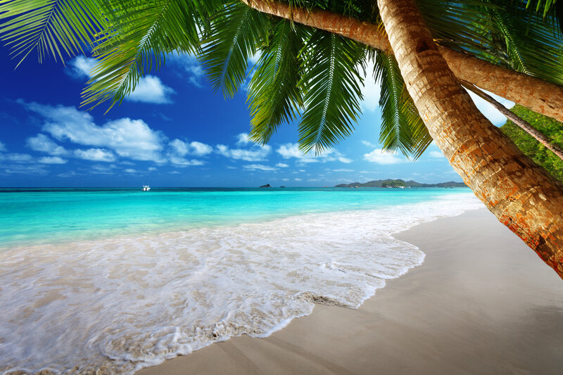 Palm Tree on Beach — Blue, Serene, Afternoon, Photograph, Ocean, Sky, Boat