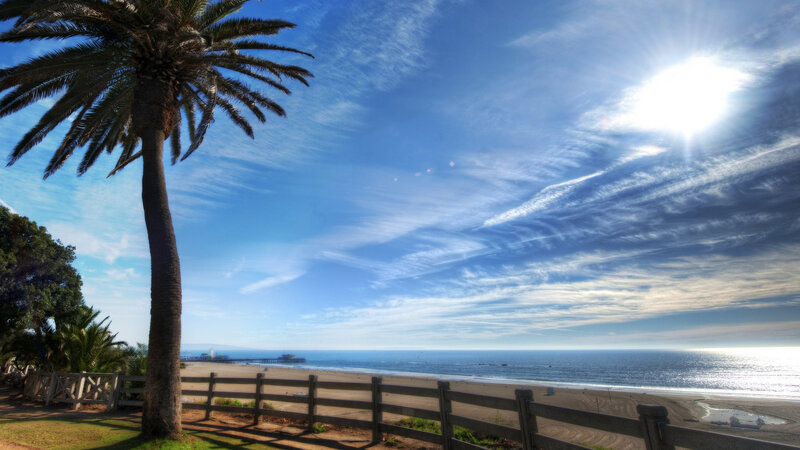 Palm Tree on Beach — Blue, Serene, Afternoon, Photograph, Ocean, Sky, Fence
