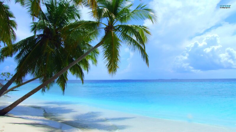Palm Tree on Beach — Blue, Serene, Afternoon, Photograph, Ocean, Sky, Sand, Green