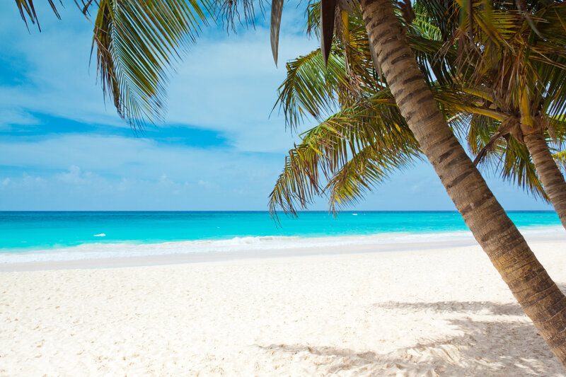 Palm Tree on Beach — Blue, Serene, Afternoon, Photograph, Palm Tree, Sand, Ocean