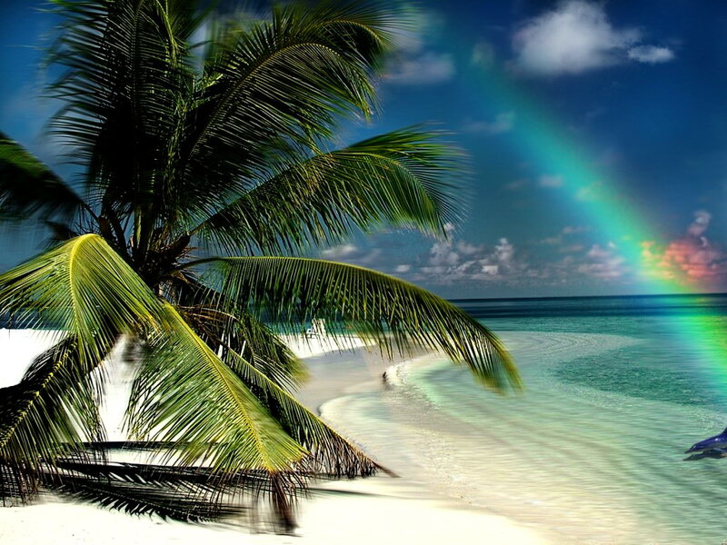 Palm Tree on Beach — Blue, Serene, Afternoon, Photograph, Rainbow