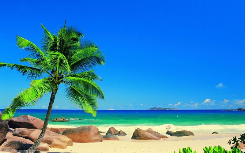 Palm Tree on Beach — Blue, Serene, Afternoon, Photograph, Rocks, Ocean, Sky, Island