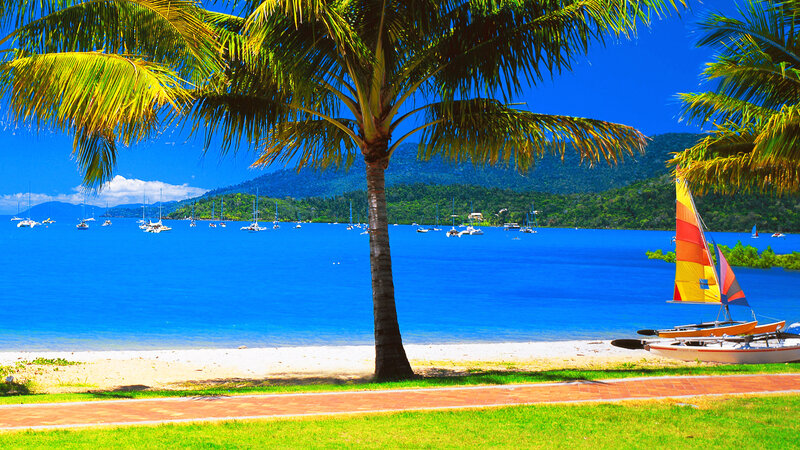 Palm Tree on Beach — Blue, Serene, Afternoon, Photograph, Sailboats