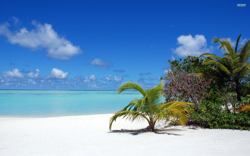 Palm Tree on Beach — Blue, Serene, Afternoon, Photograph, Sand, Ocean