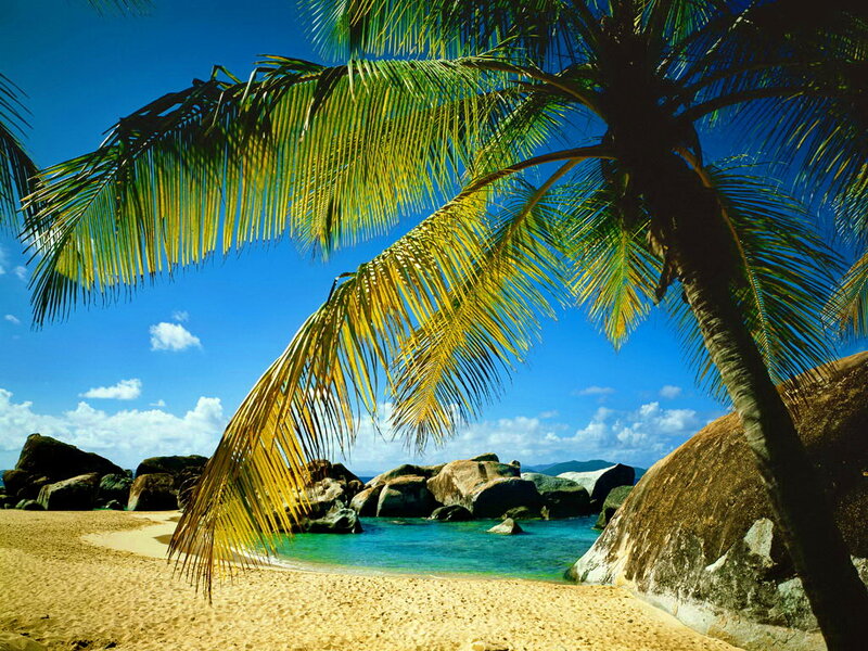 Palm Tree on Beach — Blue, Serene, Afternoon, Photograph, Sand, Rocks