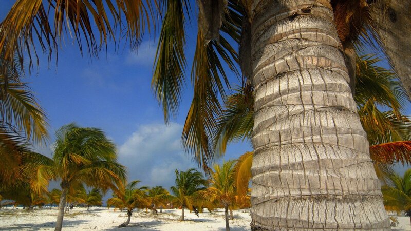 Palm Tree on Beach — Blue, Serene, Afternoon, Photograph, Sky