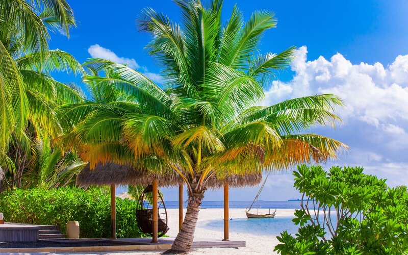 Palm Tree on Beach — Blue, Serene, Afternoon, Photograph, Thatched Hut, Sailboat