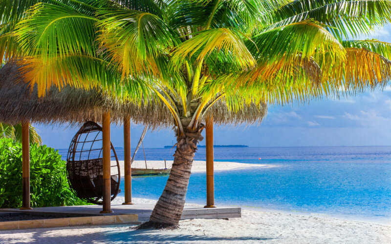 Palm Tree on Beach — Blue, Serene, Afternoon, Photograph, Thatched Roof