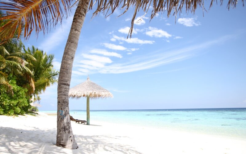 Palm Tree on Beach — Blue, Serene, Afternoon, Photograph, Thatched Umbrella, Lounge Chair