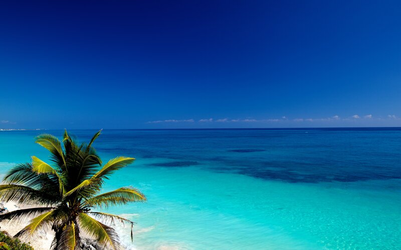 Palm Tree on Beach — Blue, Serene, Afternoon, Photograph