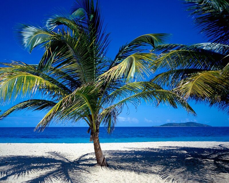 Palm Tree on Beach — Blue, Serene, Afternoon
