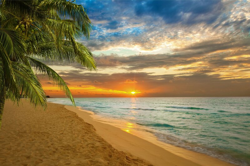 Palm Tree on Beach — Blue, Serene, Sunset, Photograph, Coconut