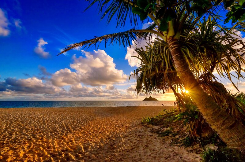 Palm Tree on Beach — Blue, Serene, Sunset, Photograph, Ocean, Clouds