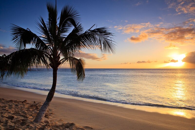 Palm Tree on Beach — Blue, Serene, Sunset, Photograph, Ocean, Sand