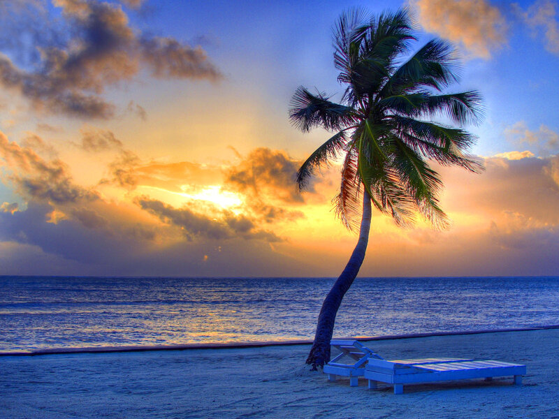 Palm Tree on Beach — Blue, Serene, Sunset, Photograph, Ocean