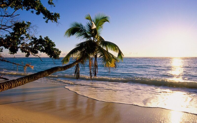 Palm Tree on Beach — Blue, Serene, Sunset, Photograph
