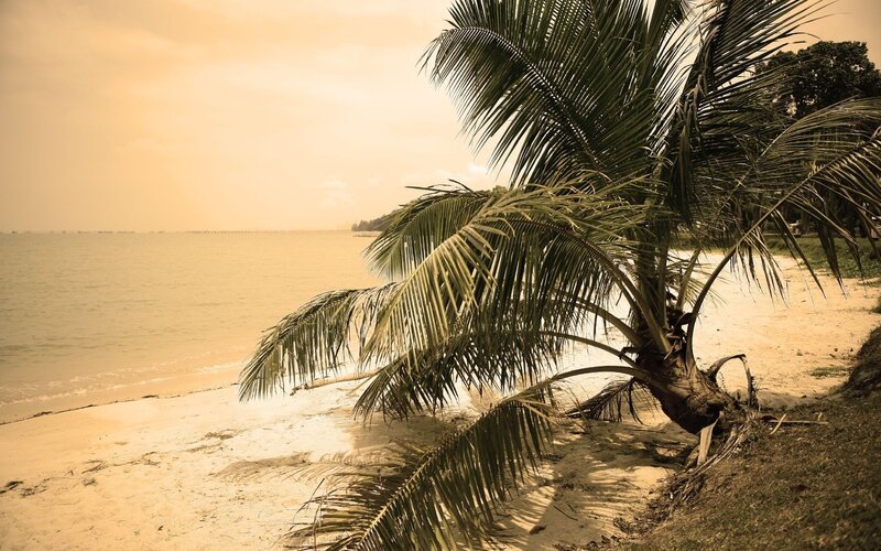 Palm Tree on Beach — Brown