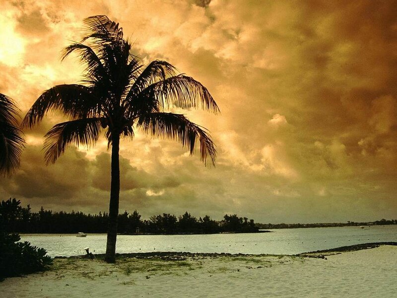 Palm Tree on Beach — Gold
